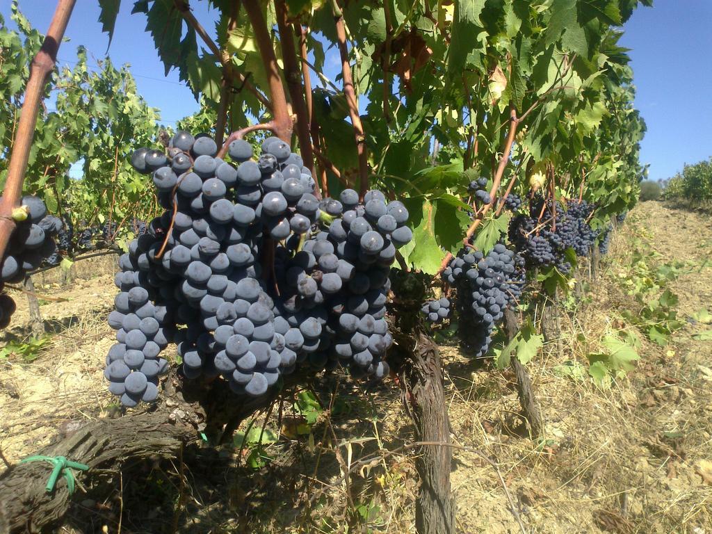 Agriturismo Il Cocco Montalcino Extérieur photo